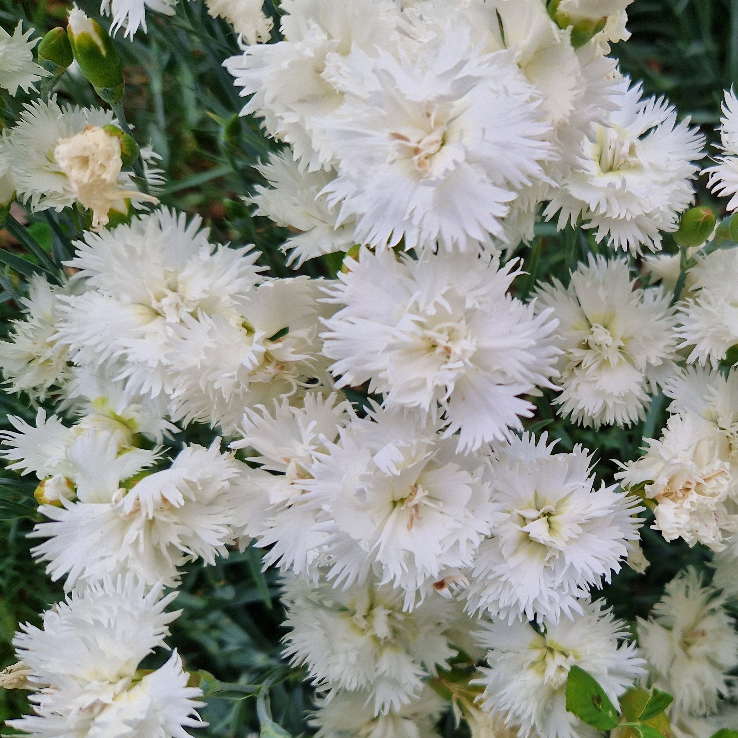 Dianthus 'Mrs Sinkins’'