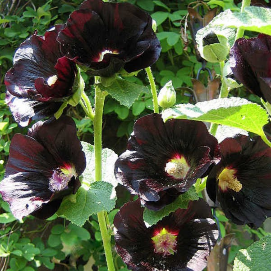 Alcea rose nigra