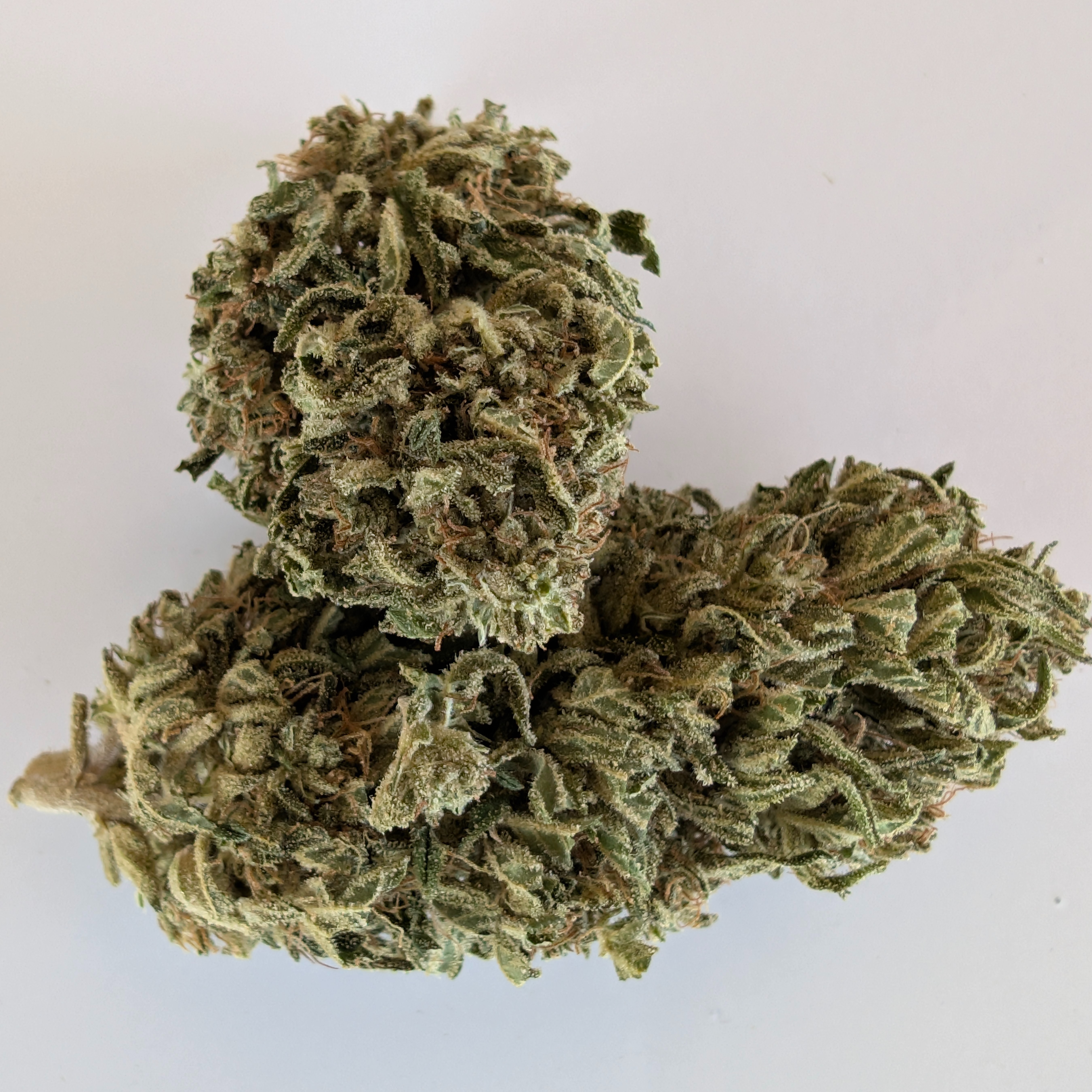 CANNA-BICHE