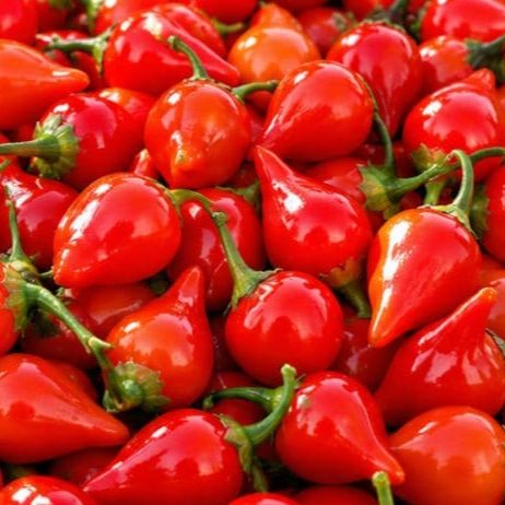 Piment biquinho frais (x5 pièces)