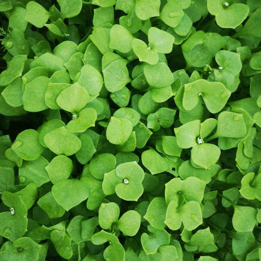 Pourpier d'hiver - botte - 100g