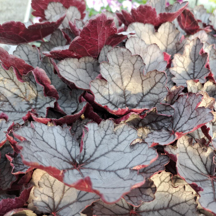 ~ Heuchera micrantha "Silverberry"- Pot 2L