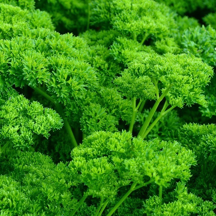 Plant de Persil frisé