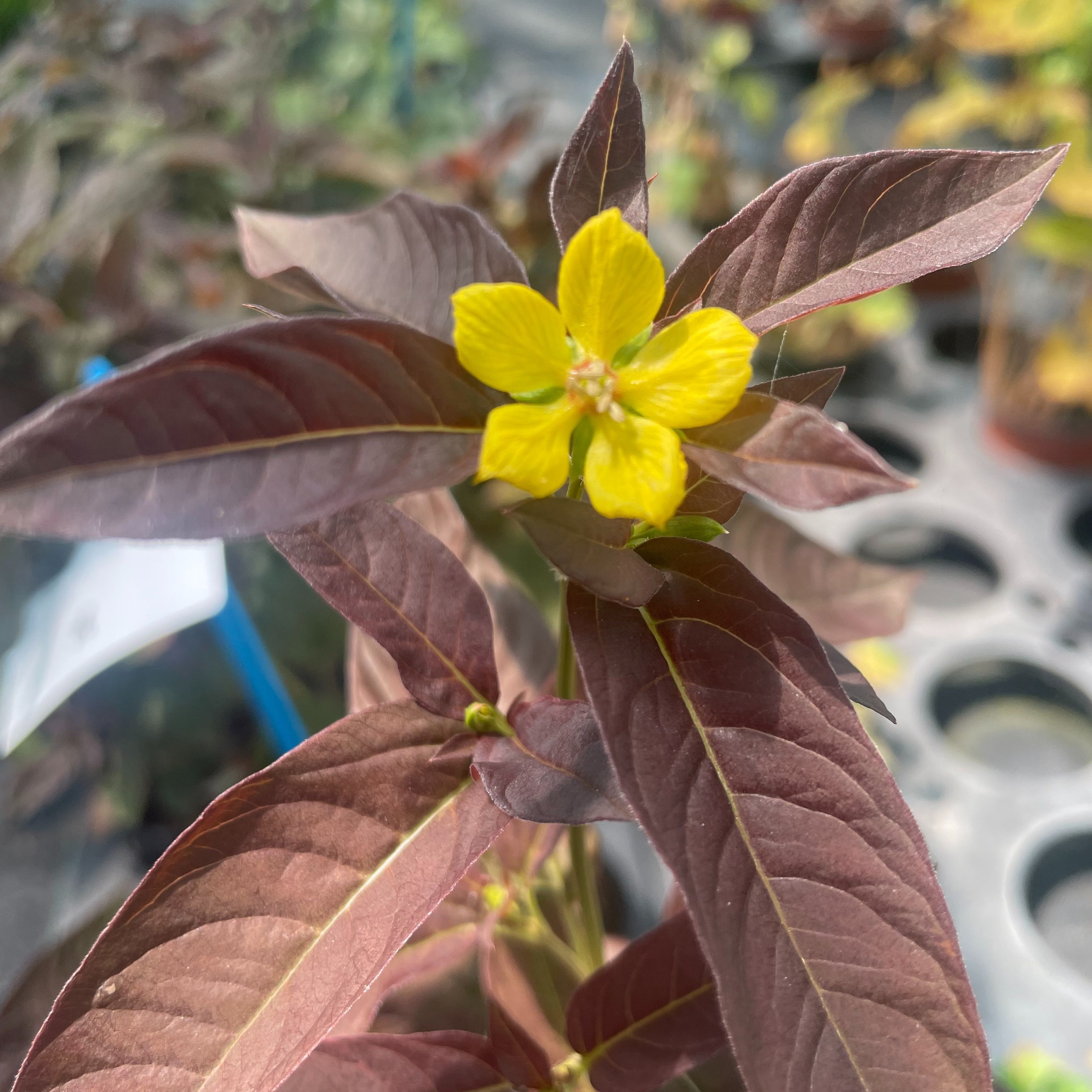 Lysimachia ciliata ´Fire Cracker’