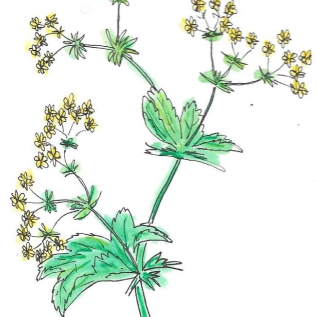 Alchemille vulgaire - 30ml