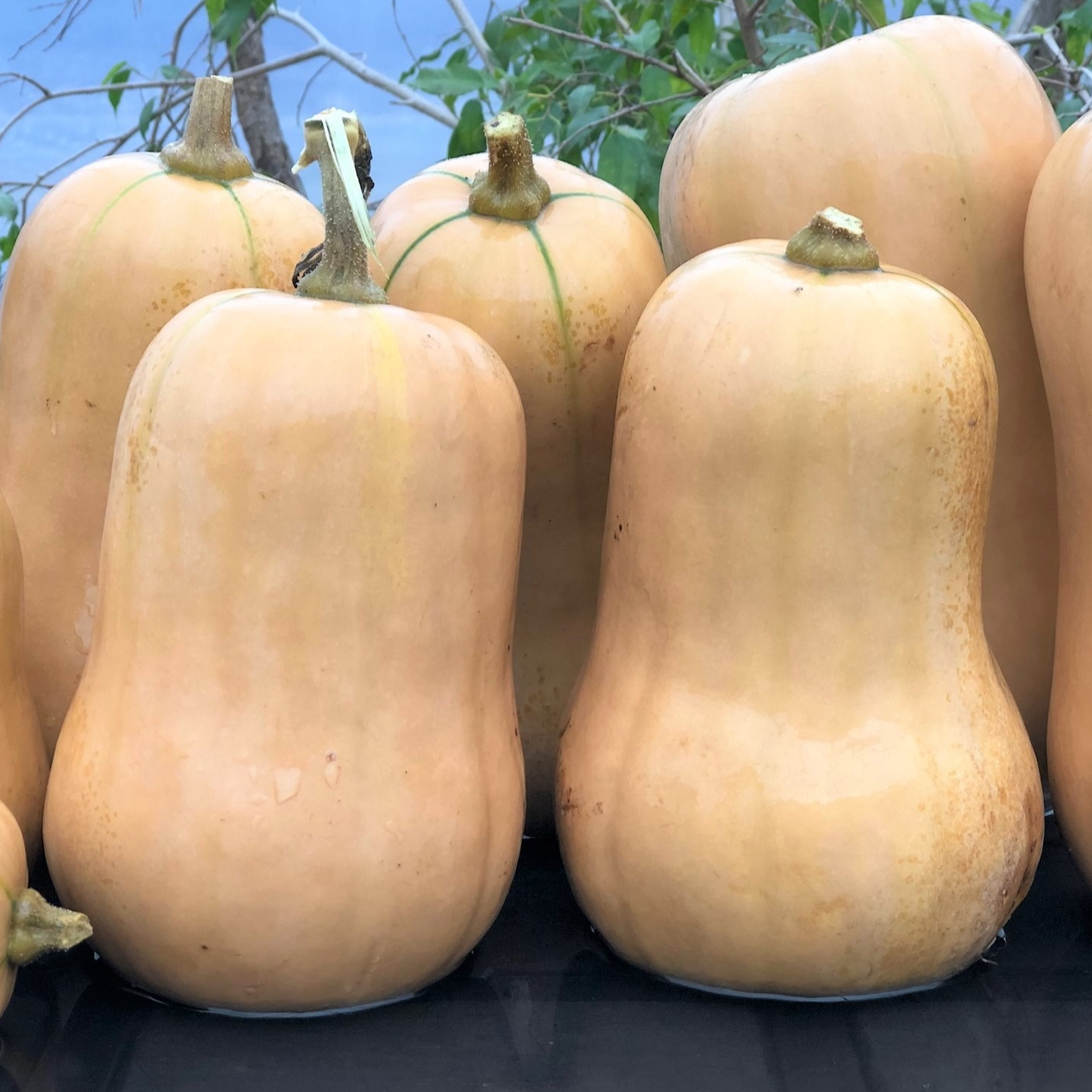 PLANT DE COURGE Butternut