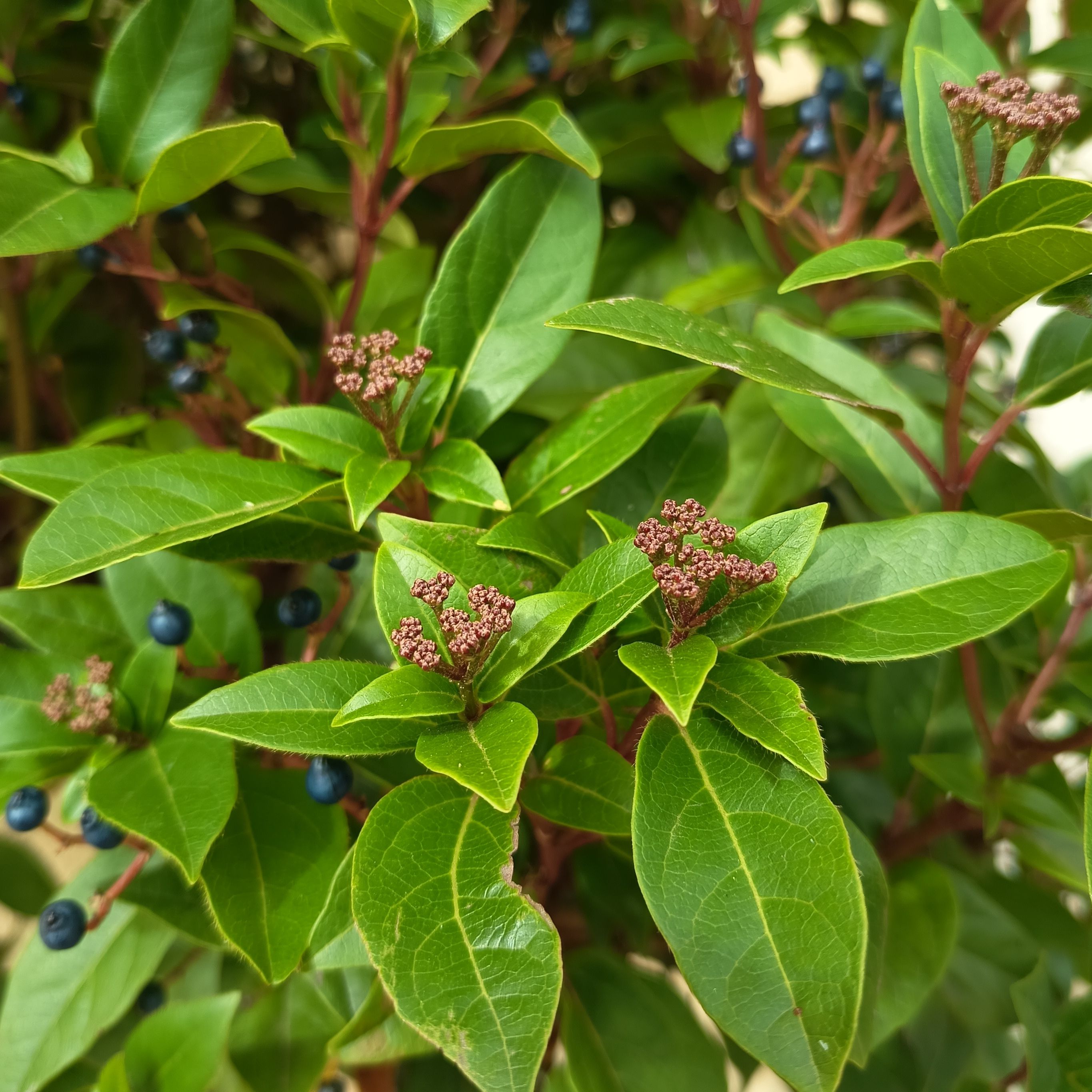 - Viburnum tinus sur tige  - DT 8/10 Pot