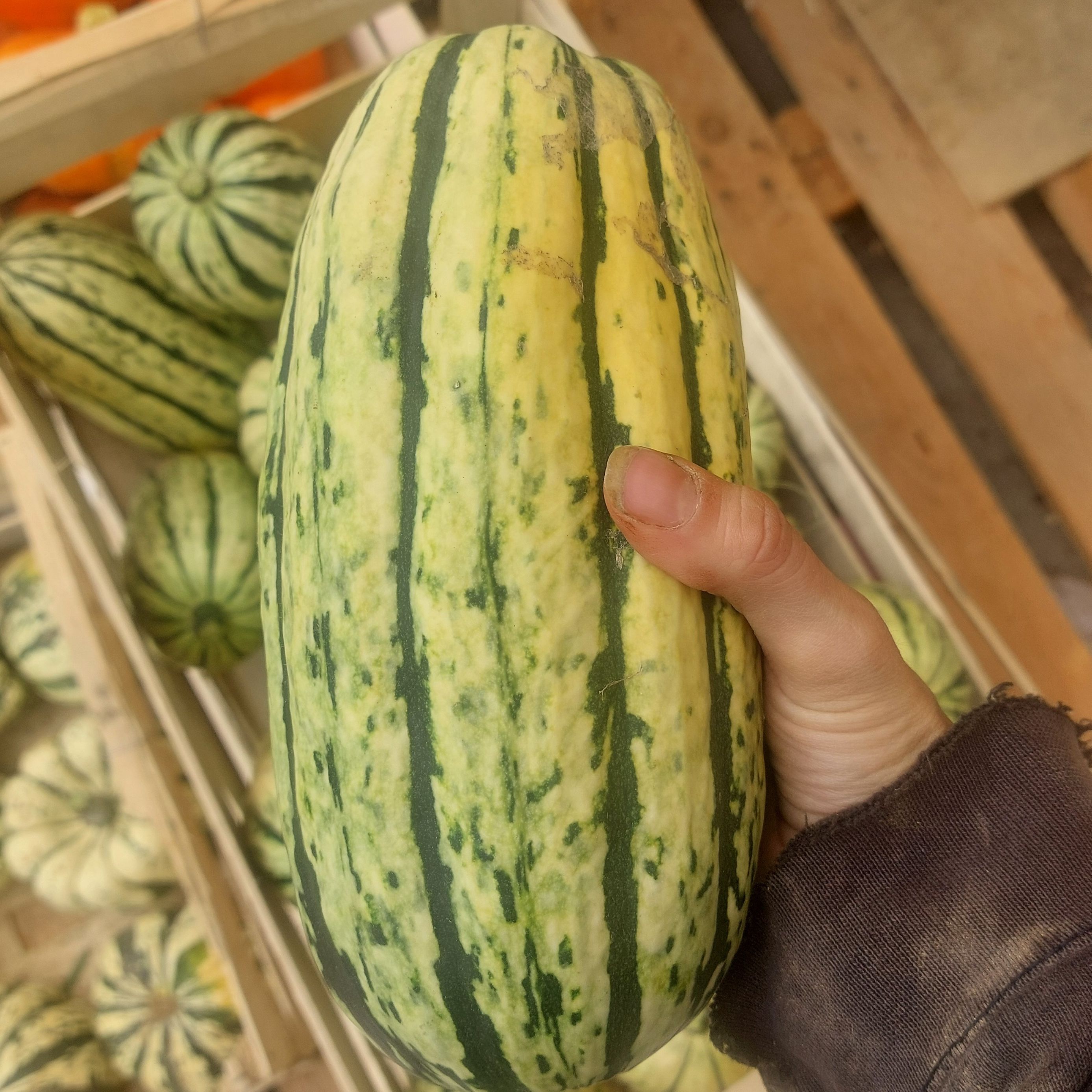 Courge Delicata