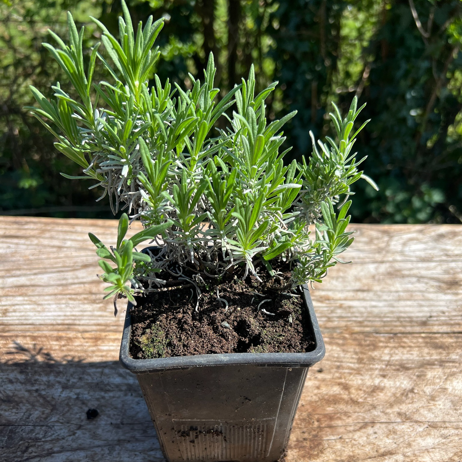 Plant Lavande Vraie Bio - 650g