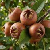 Néflier - Mespilus germanica "Gros fruits"
