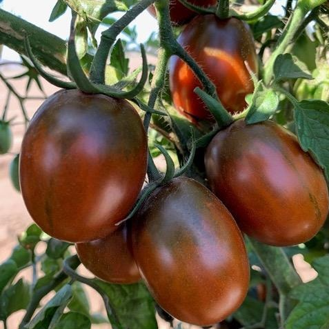 Tomate cerise Prune noire en godet 8 cm
