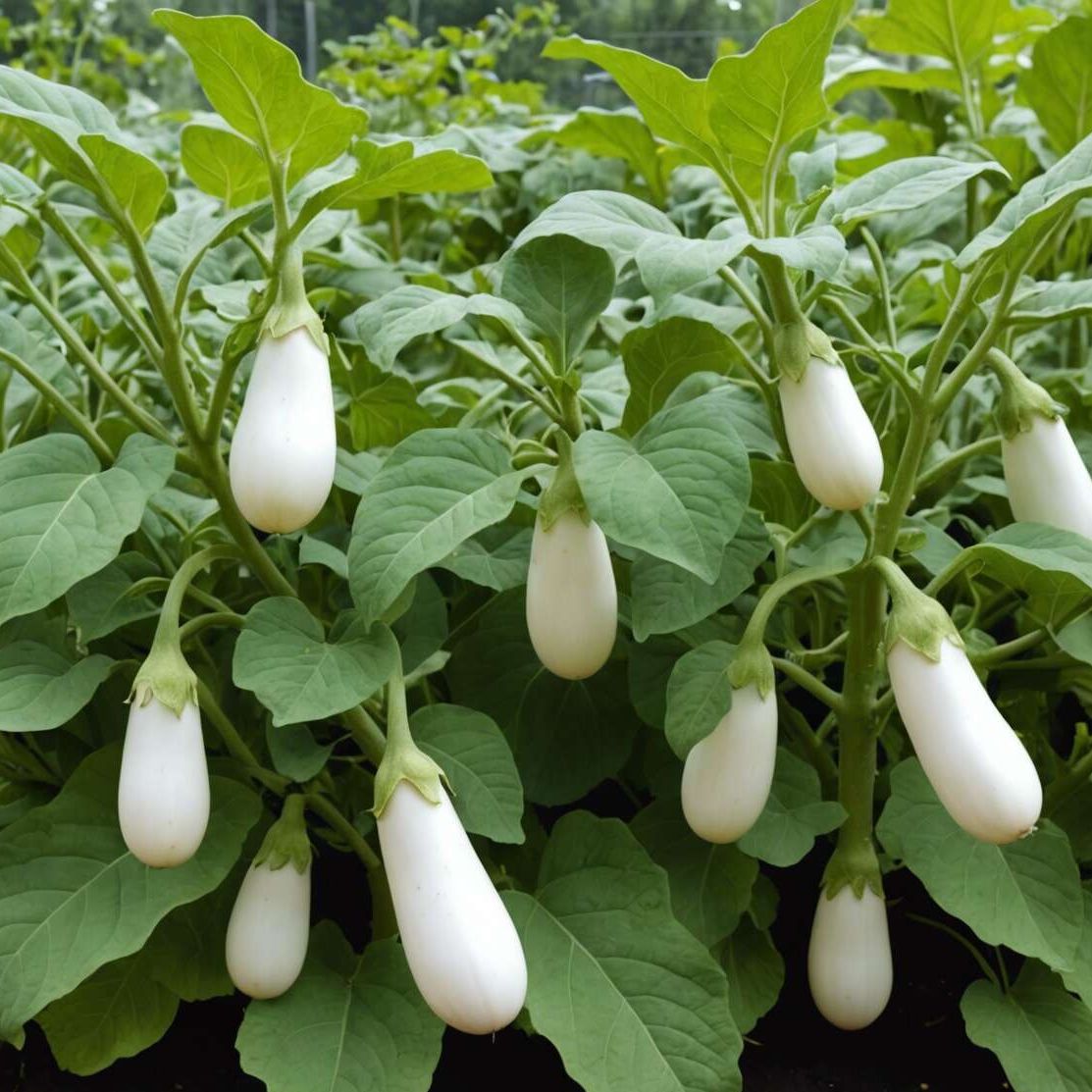 Aubergine Ivoire