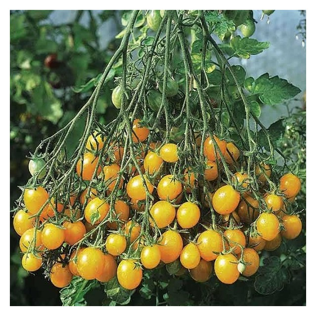 Tomate cerise JAUNE ILDY