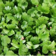 Micropousses Coriandre - 250g