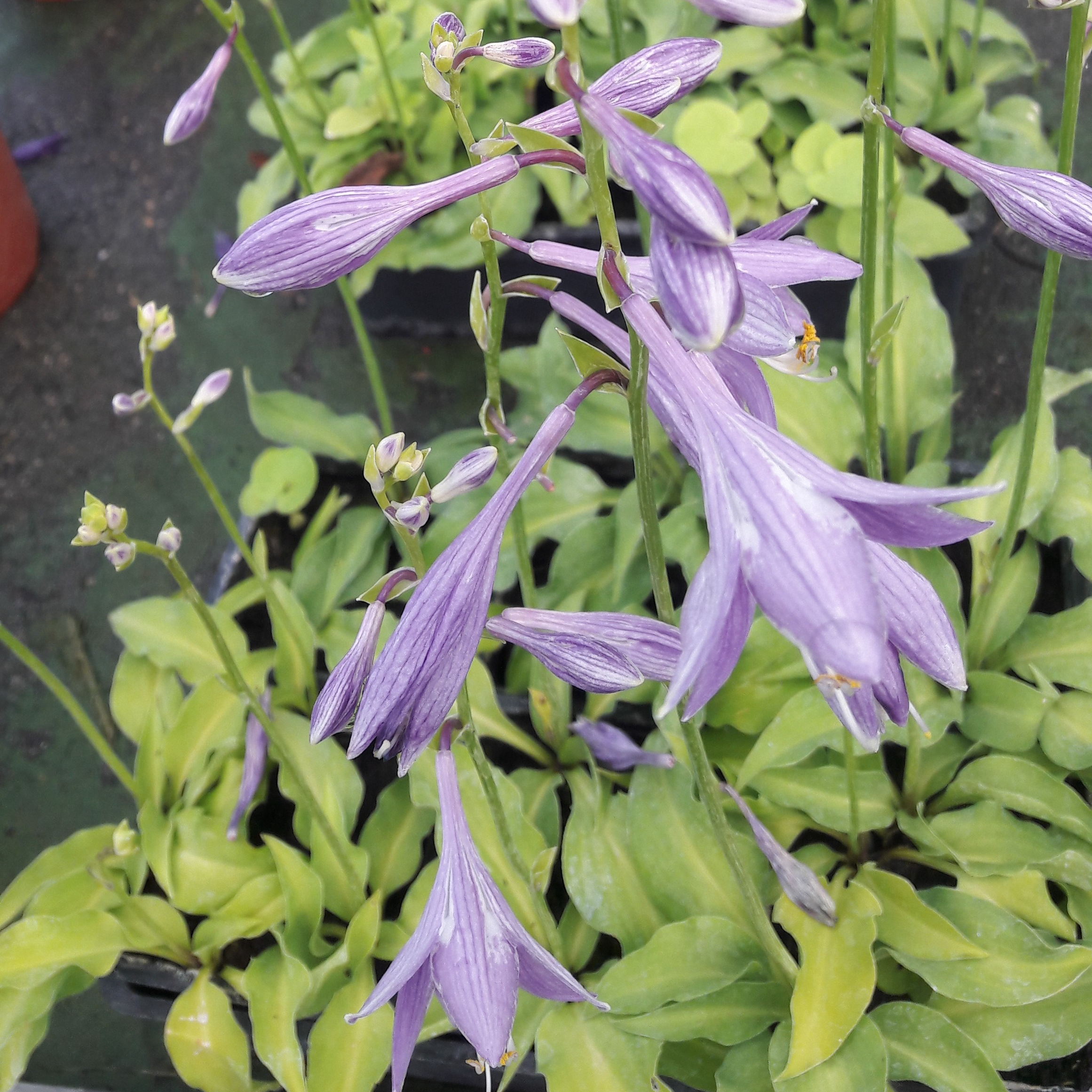 Hosta nain en pot 12 cm