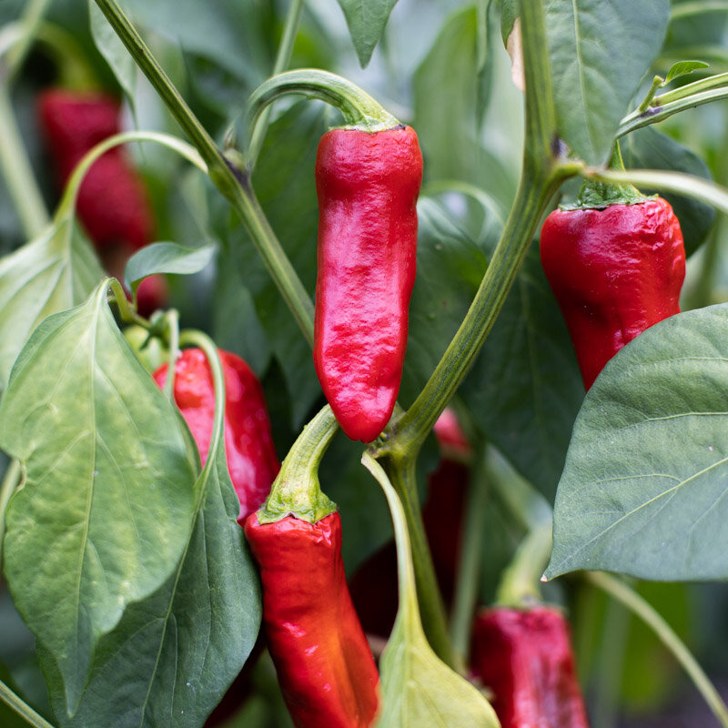 Plant de piment- D'espelette Gorria