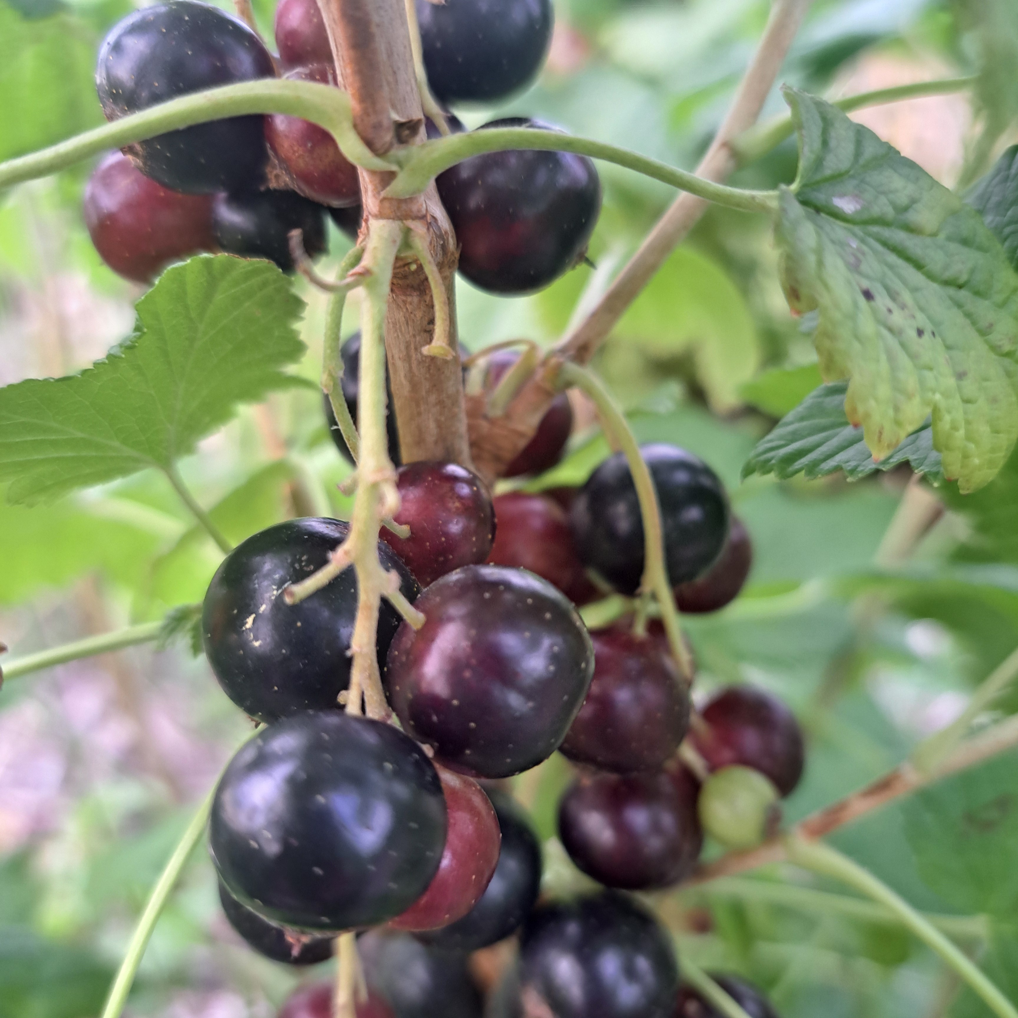 Cassis en barquette - 125g