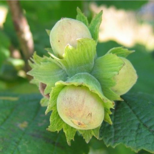 Noisetier (Corylus avellana) 'Géant des Halles'