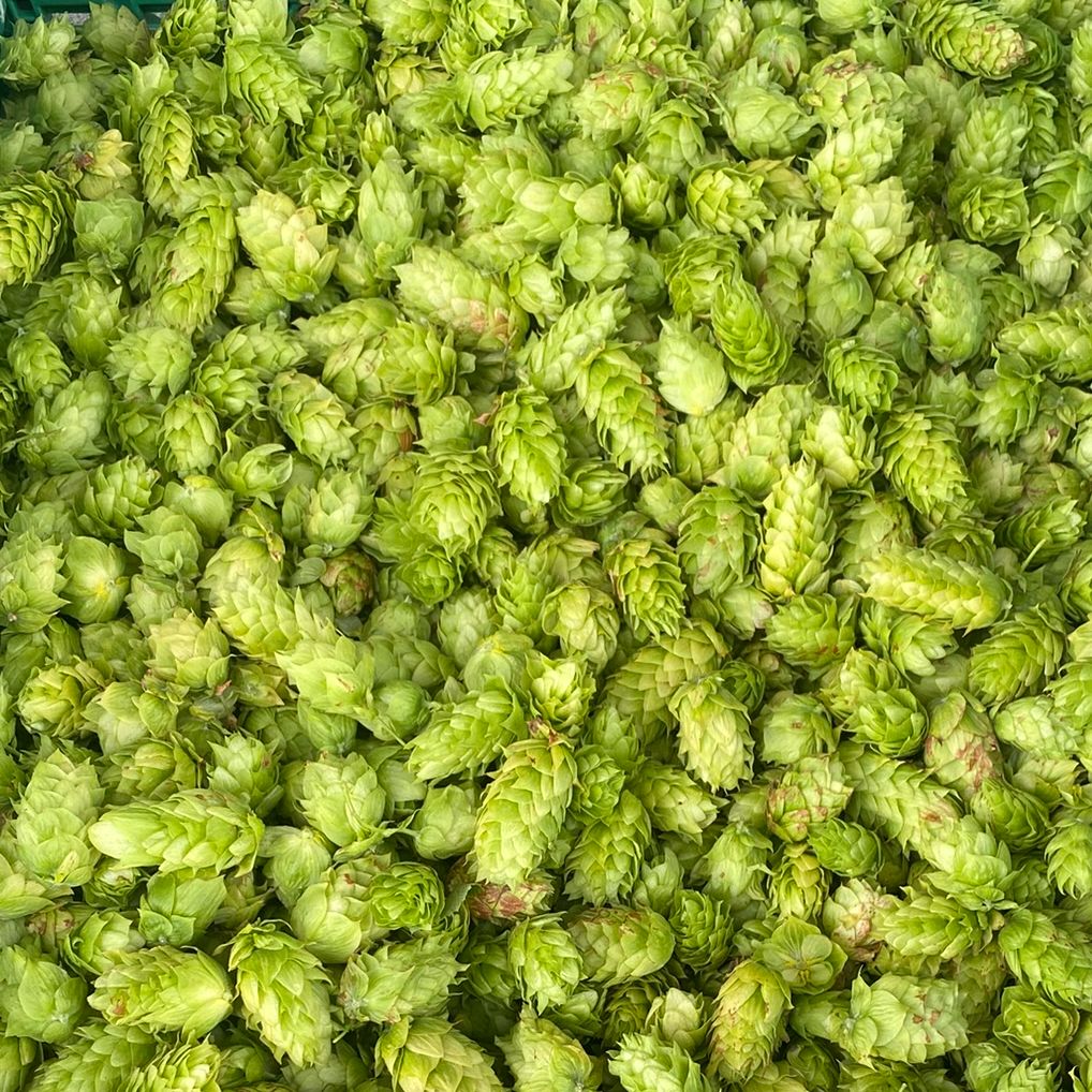 Houblon en cône frais bio variété Brewers Gold - 1kg