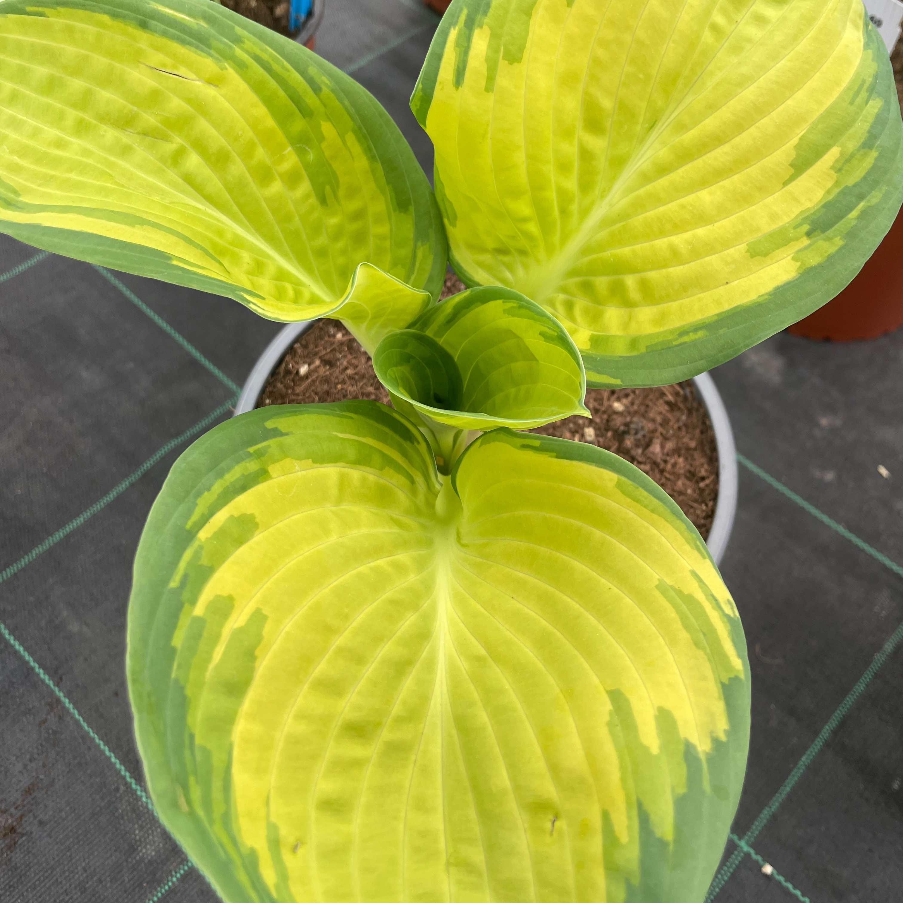 Hosta 'Yuuyake'