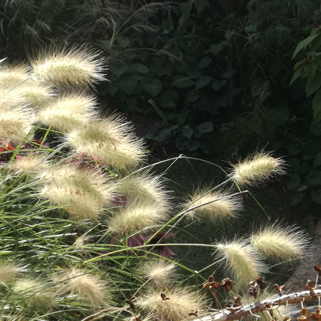 Pennisetum villosum