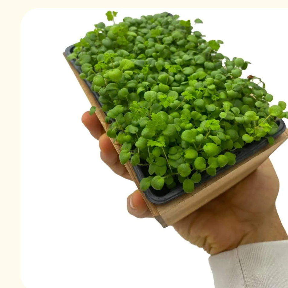 Micro-Pousse Pimprenelle - 20g