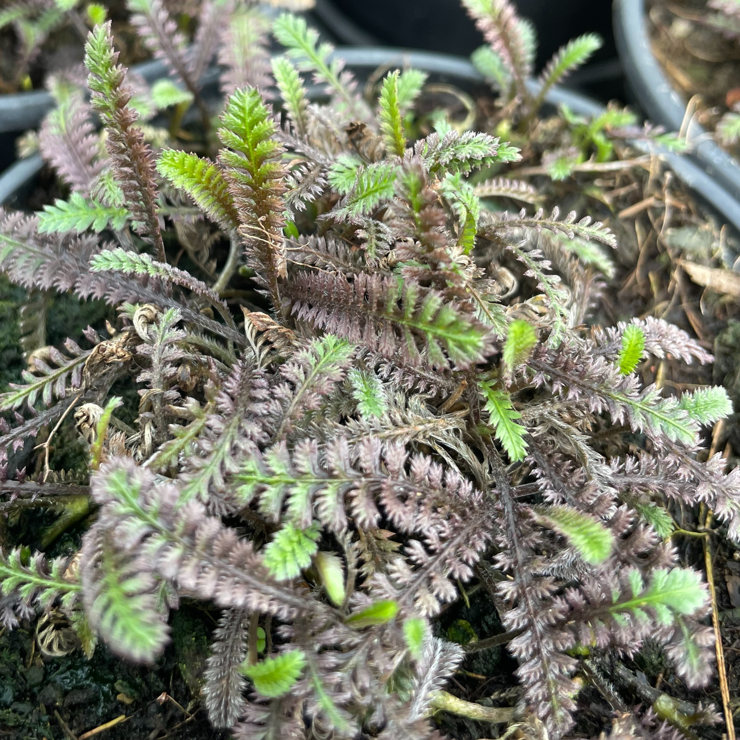 Leptinella squalida