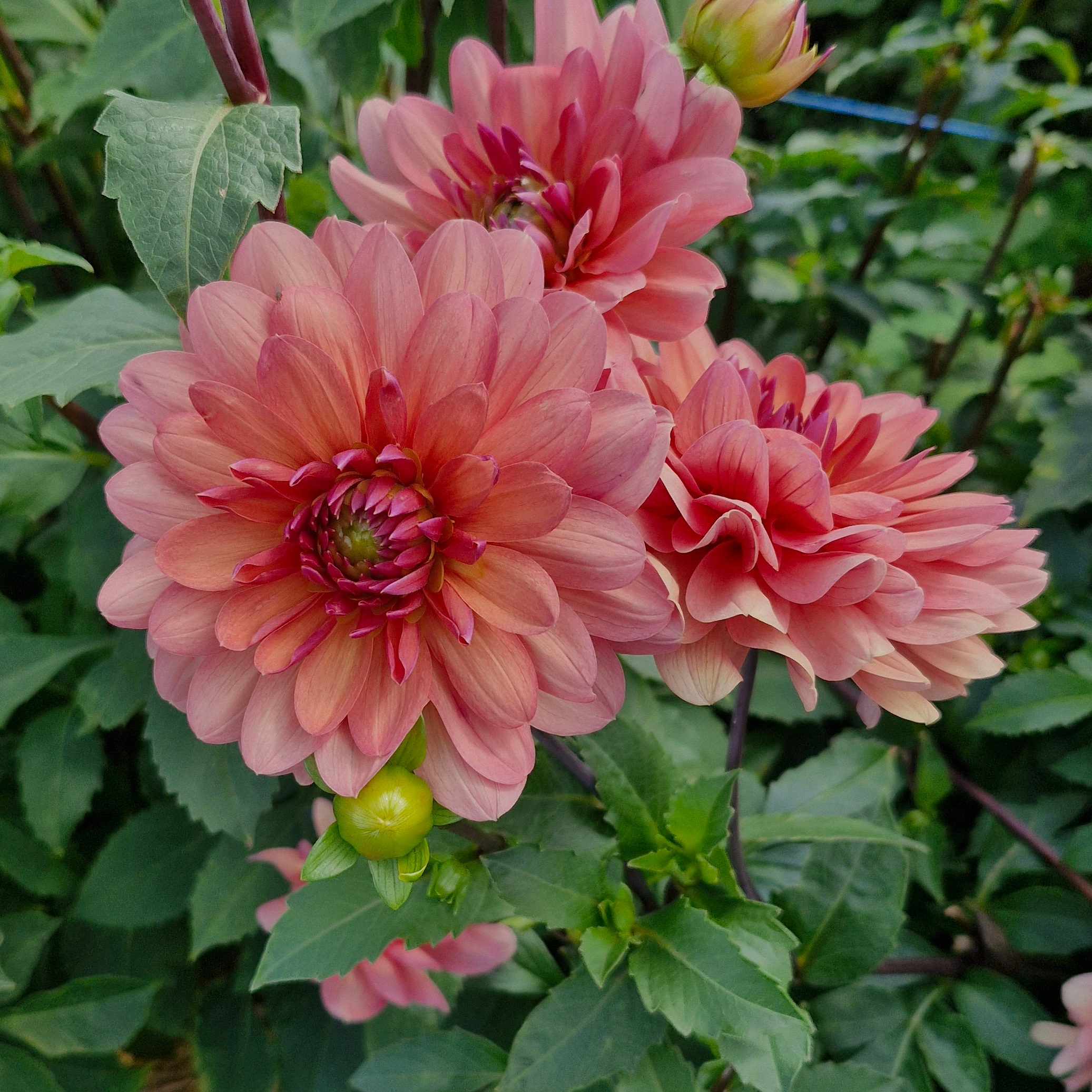 Dahlia chateau de la bourdaisière (botte de 10 tiges)