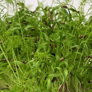 Micropousses Fenouil - 250g