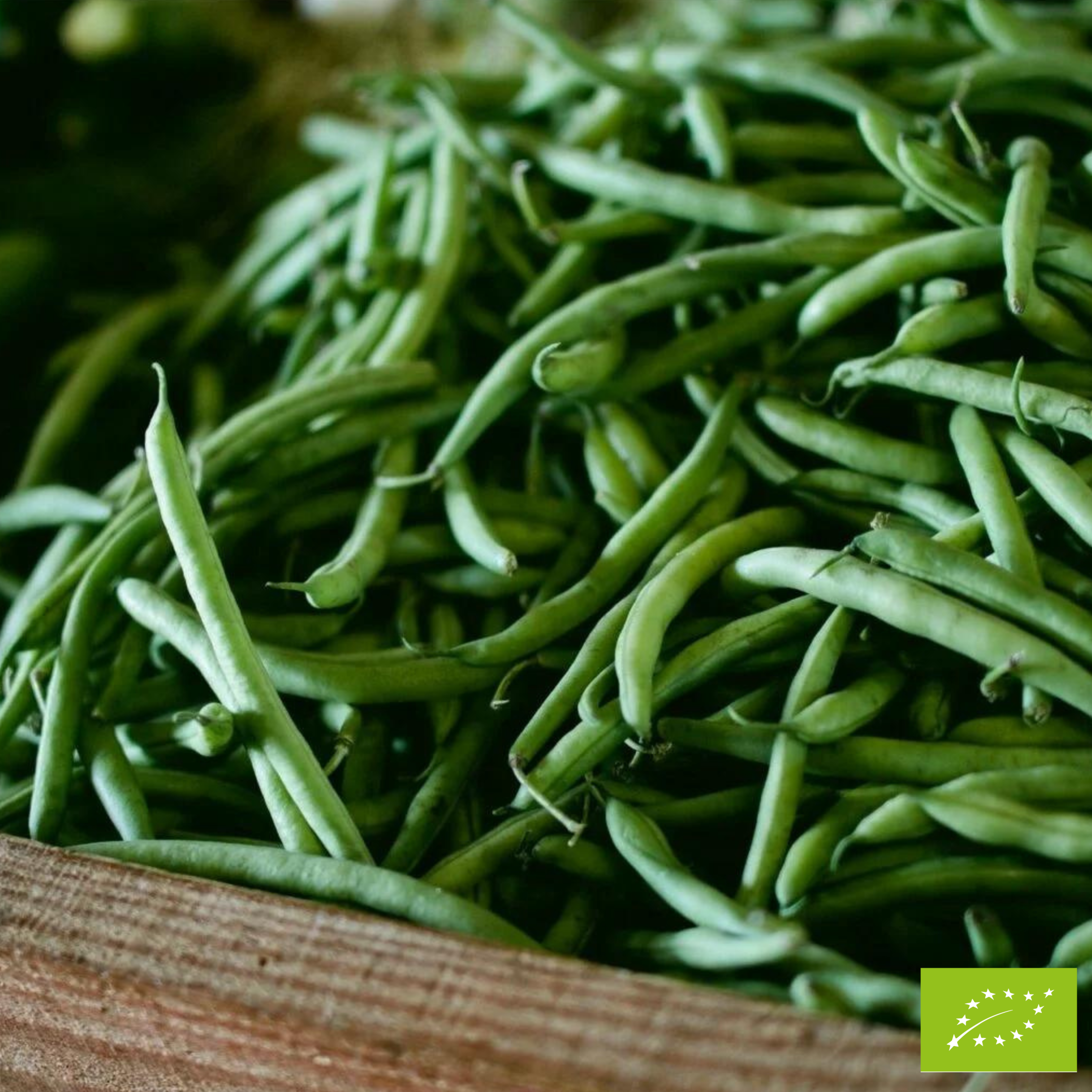Haricots verts