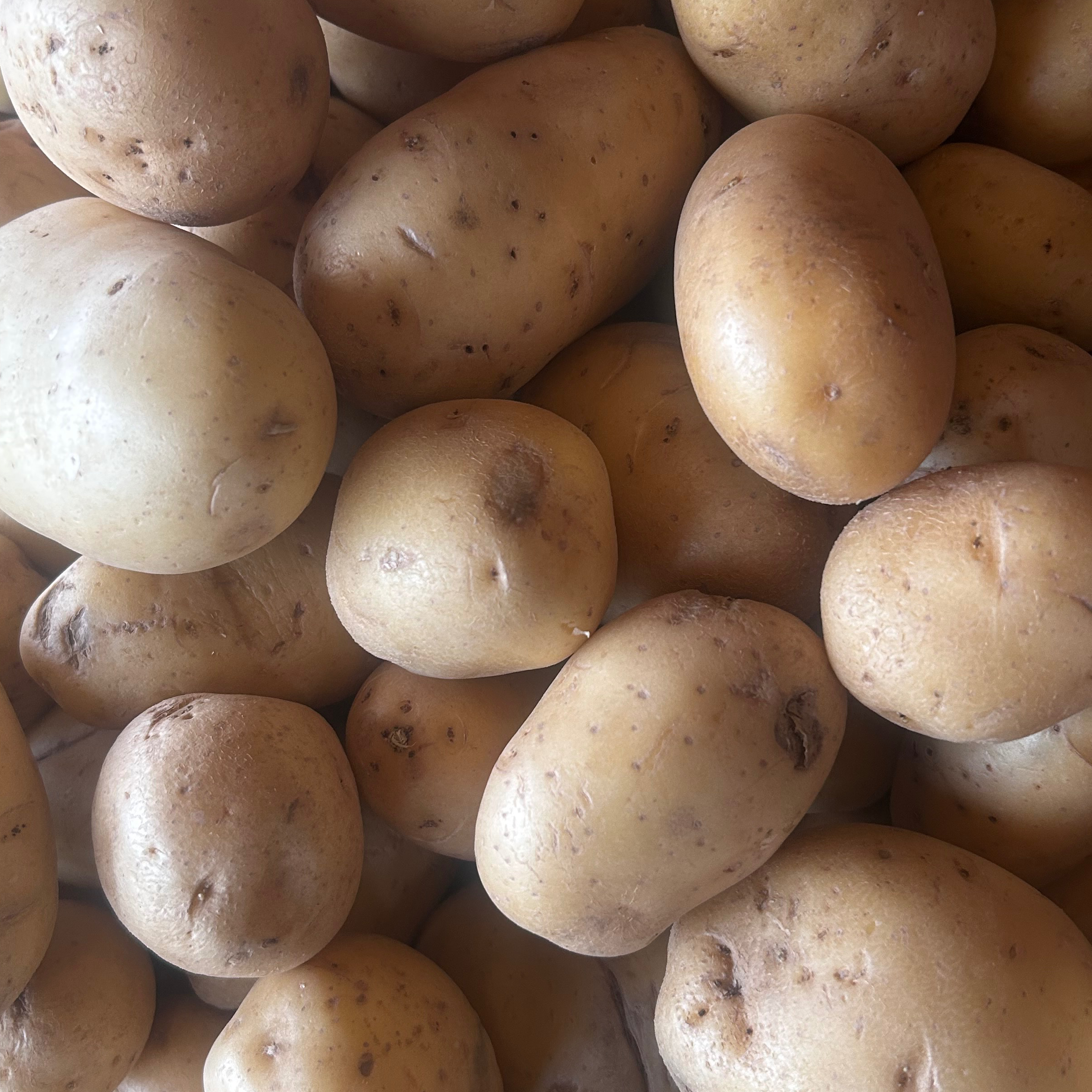 POMME DE TERRE AGATA / Kg