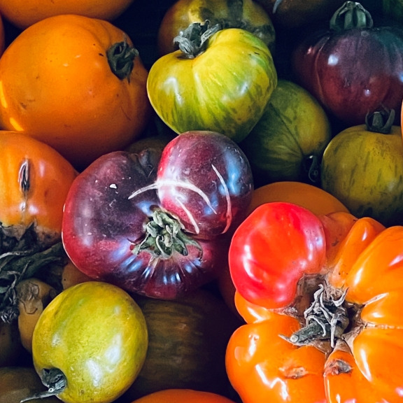 Tomate Ancienne