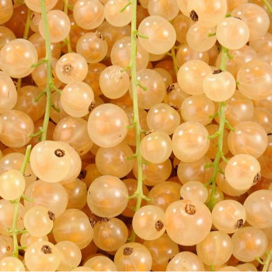 Groseille Blanche - 100g