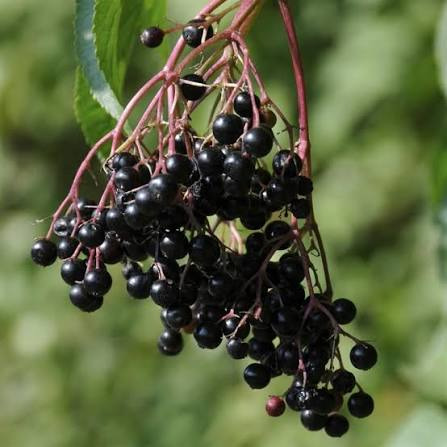 Sureau noir - Sambucus nigra "Haschberg"
