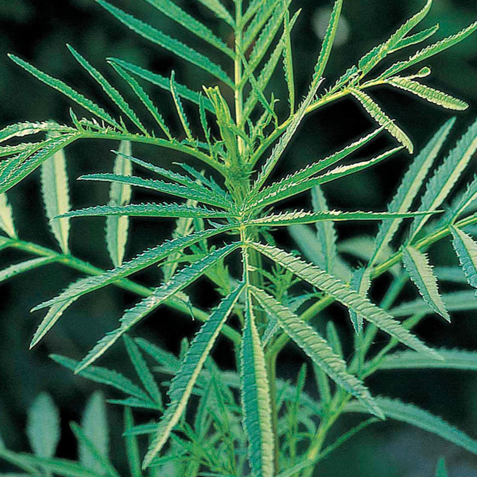 Feuilles de Tagètes des décombres (par 20gr)