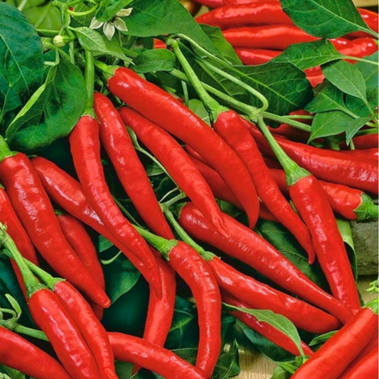 Plant de piment Cayenne