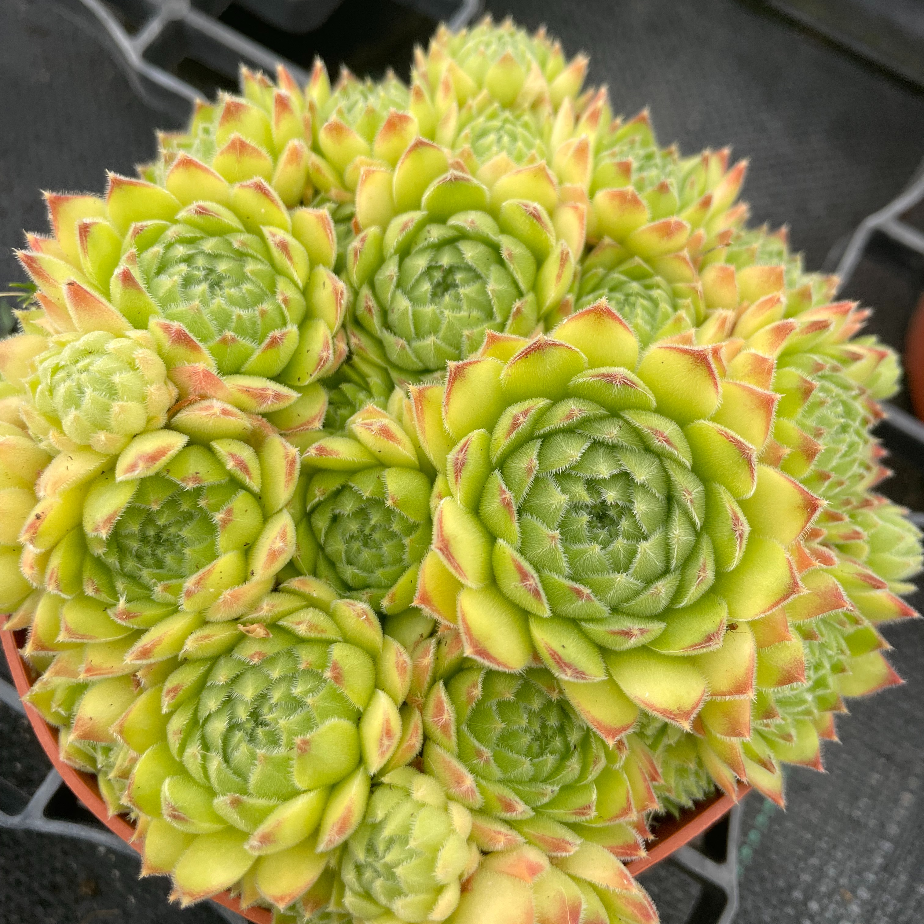 Sempervivum 'Dasyphyllum'