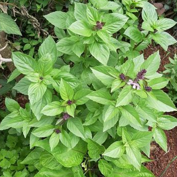 Plant - Aromatique / Basilic cannelle