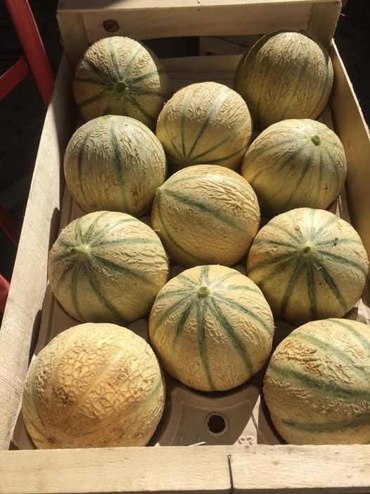 Melon Plateau Cal 12L
