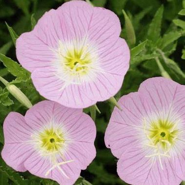 oenothere speciosa - 1l
