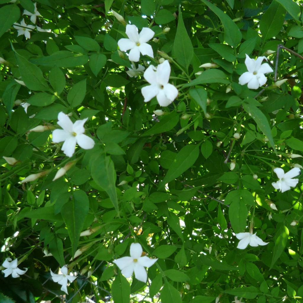 Jasmin Offcinal – Pot 1,6L