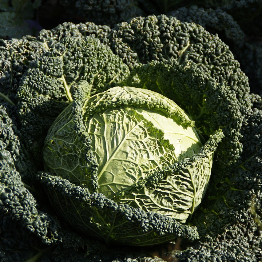 Chou de Milan (pièce) - 800g