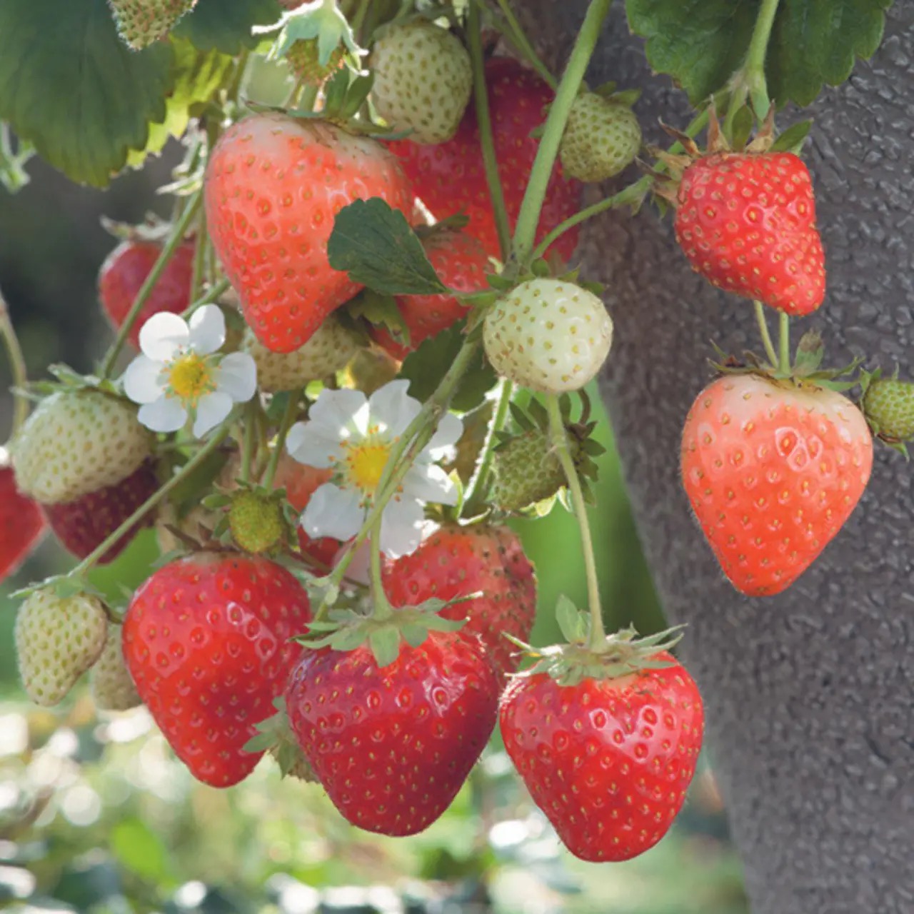 Plant Fraisier remontant Cijosée - 220g