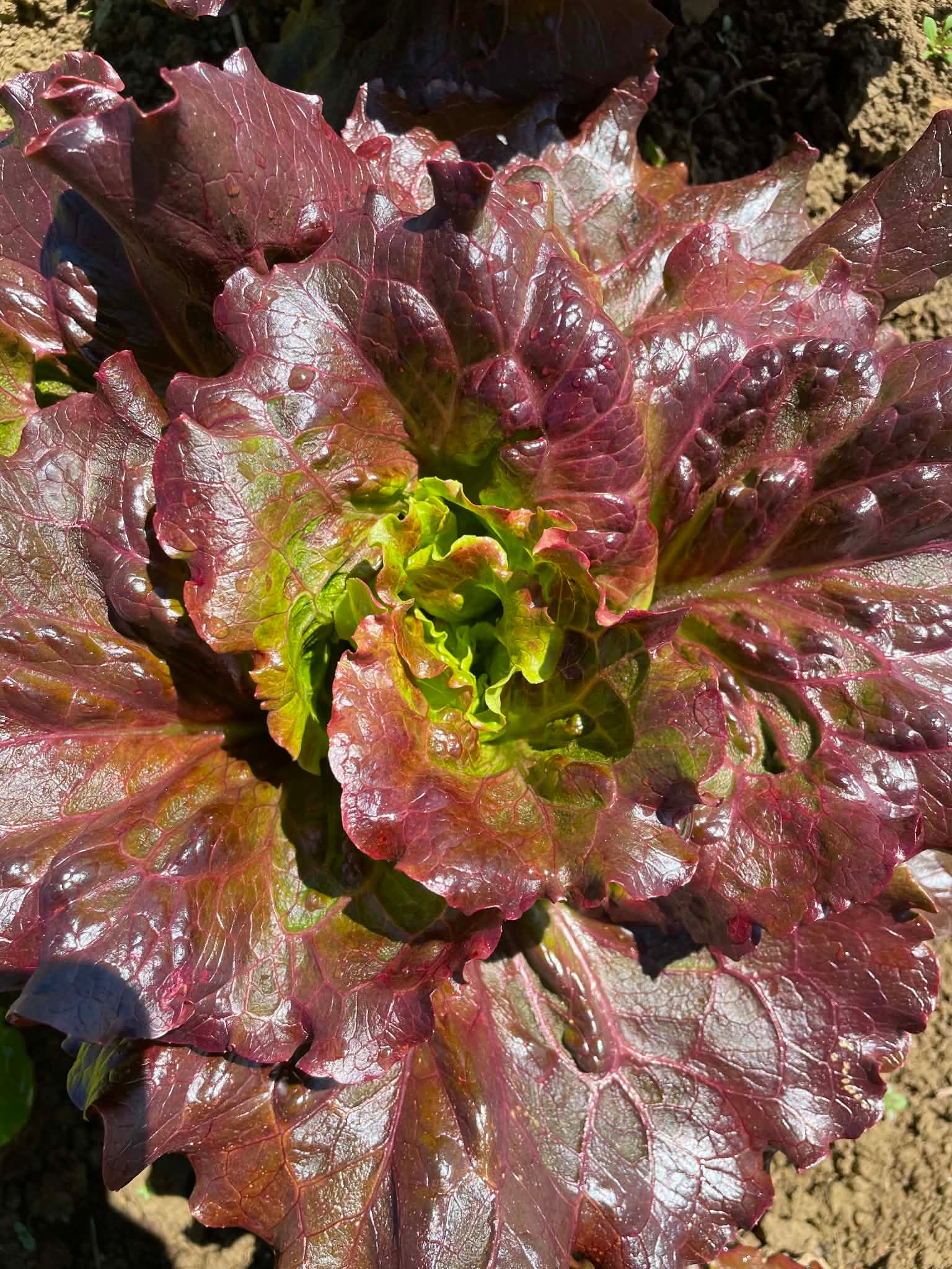 salade Carmen