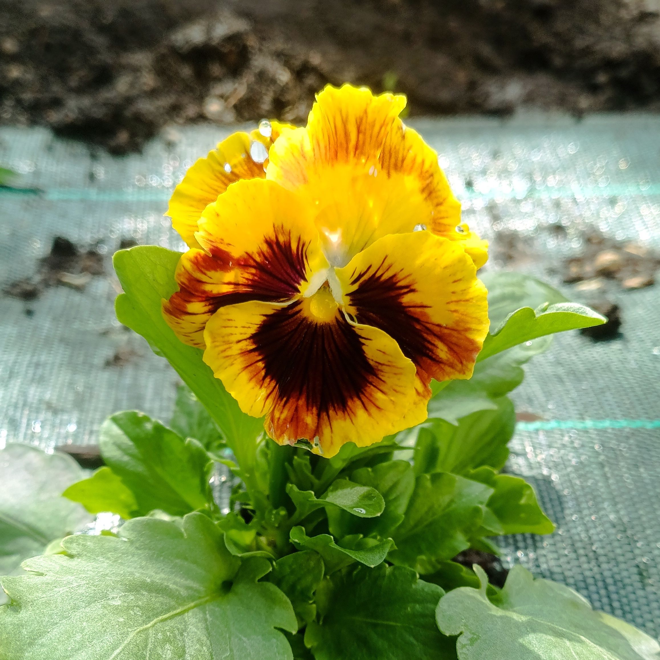 Fleurs pensées - Boîte