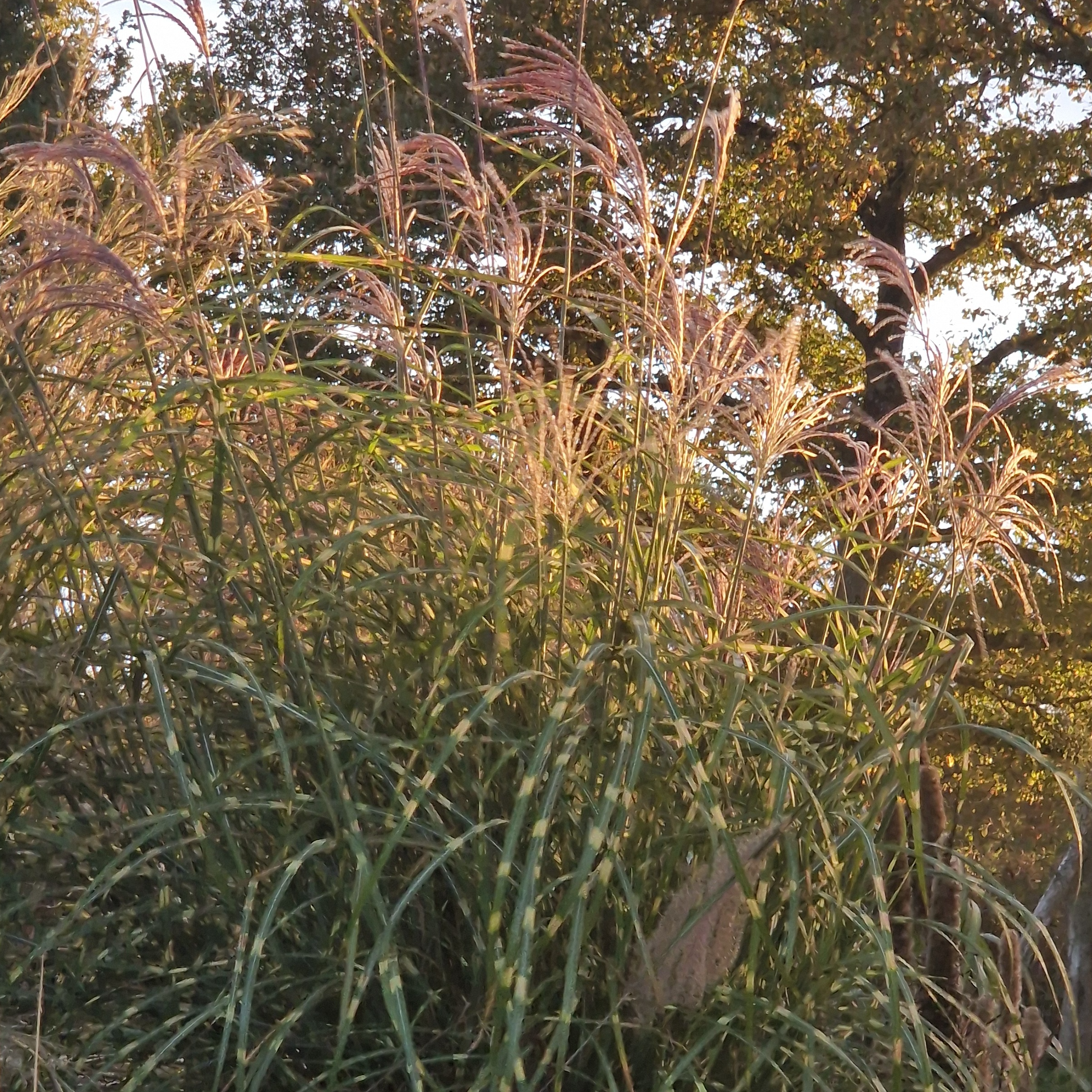 Miscanthus sinensis ‘Little Zebra’