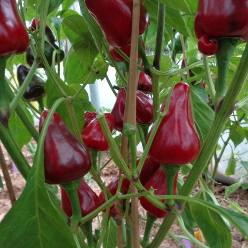 PLANT DE MINI-POIVRON ROUGE Caviar Calabrais