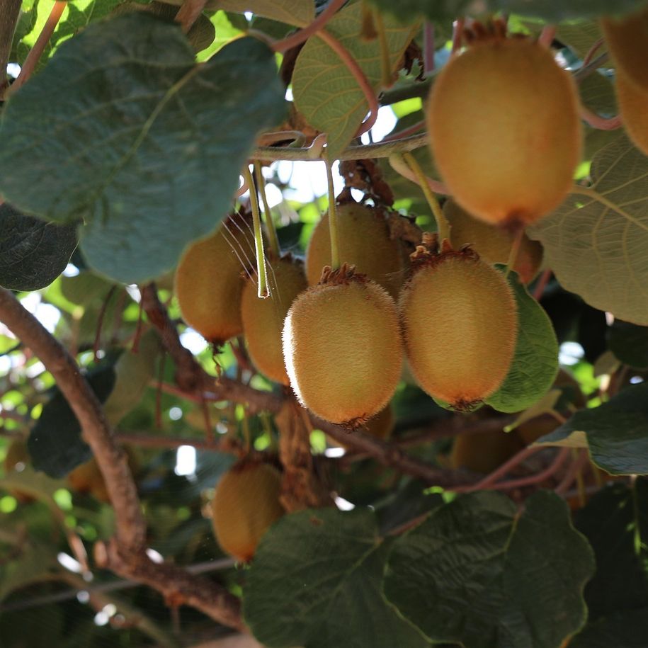 Kiwi mâle et femelle - Actinidia deliciosa