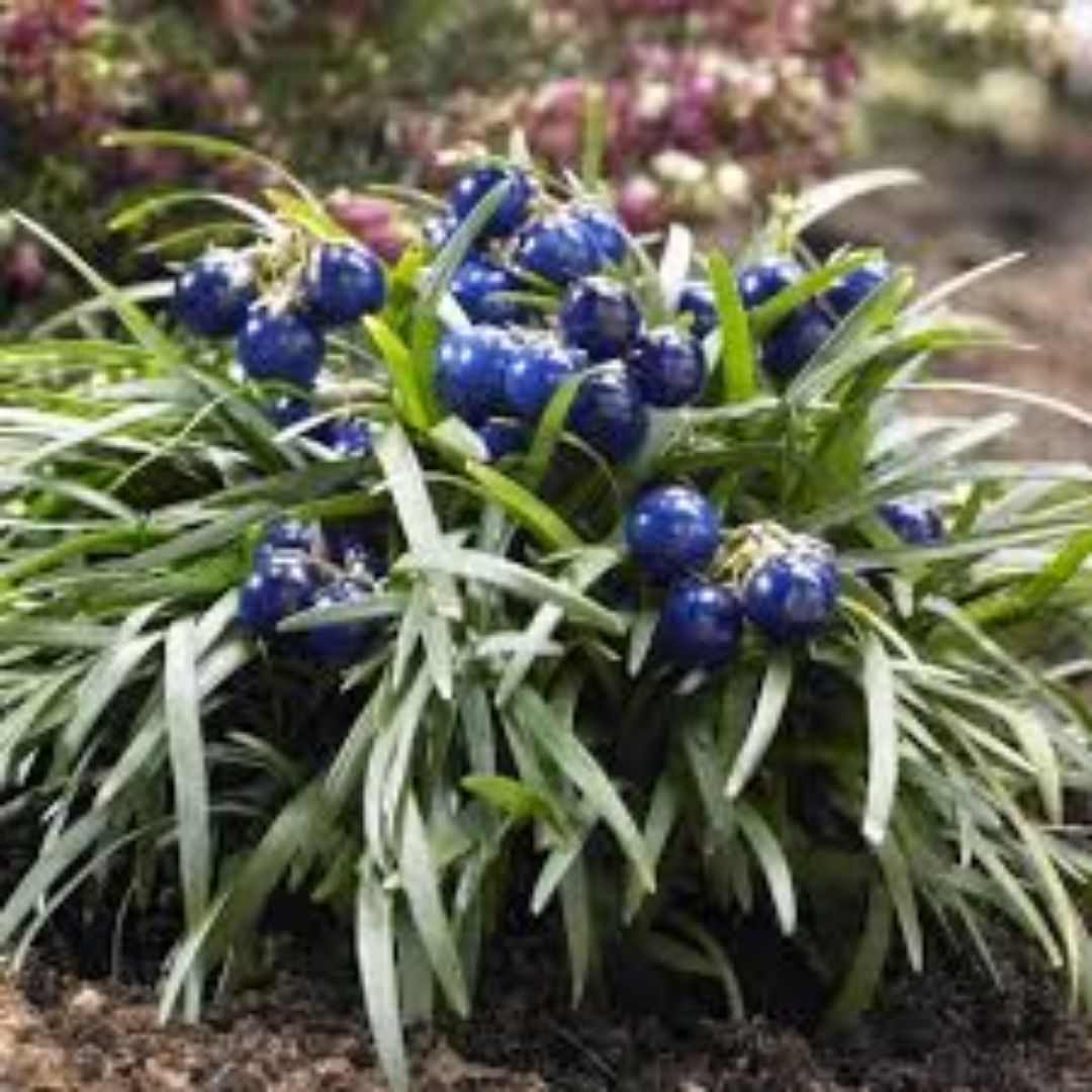 Ophiopogon japonicum ‘Minor’