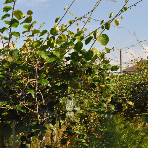 ACTINIDIA MÂLE TOMURI - KIWI P Bio